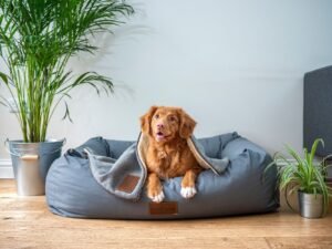 Best Dog Toys And Accessories in 2025